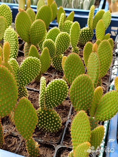 Кактус опунция