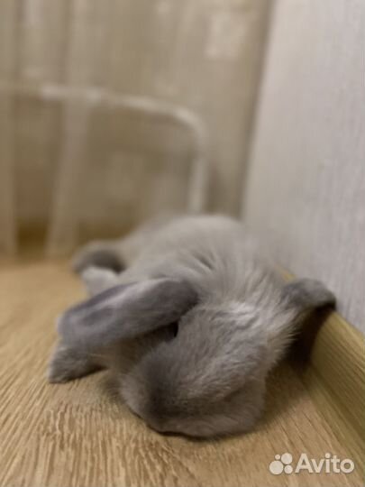 Вислоухий декоративный кролик самец для случки