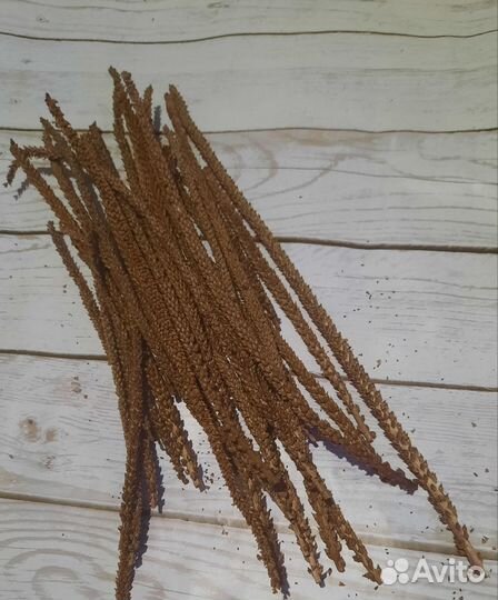 Семена подорожника