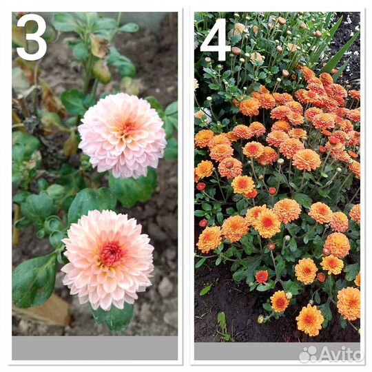 Хризантемы мультифлора