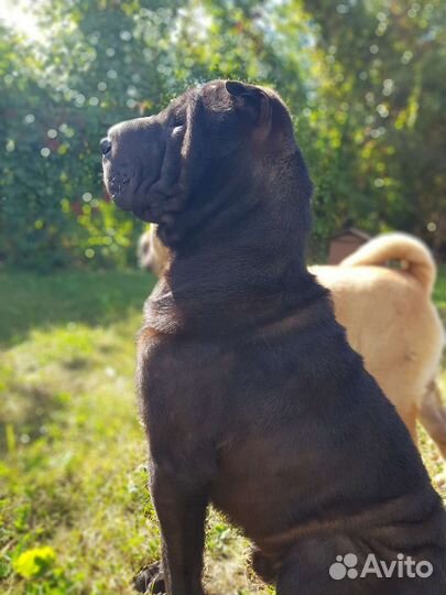 Щенки шарпея