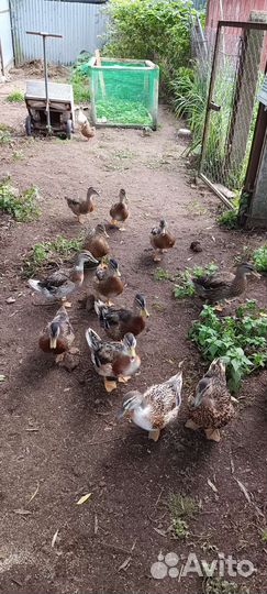 Подсадные утки