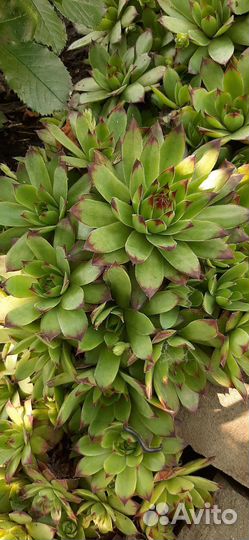 Суккуленты