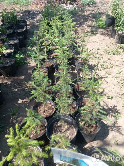 Ель обыкновенная саженцы