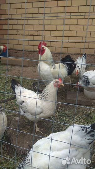 Куры Кучинская юбилейная Адлеровская серебристая