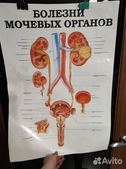 Медицинские плакаты большие