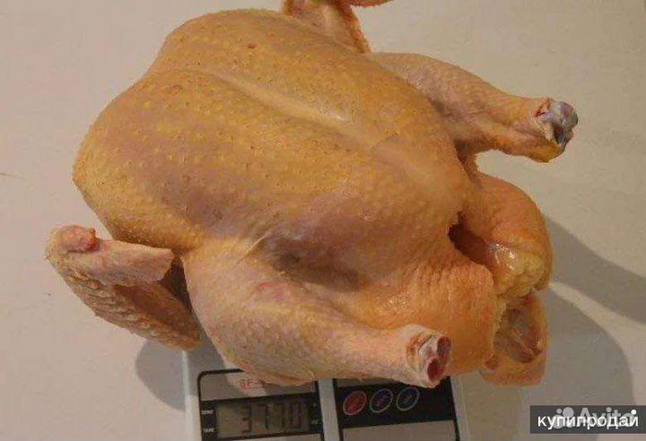 Мясо домашней птицы