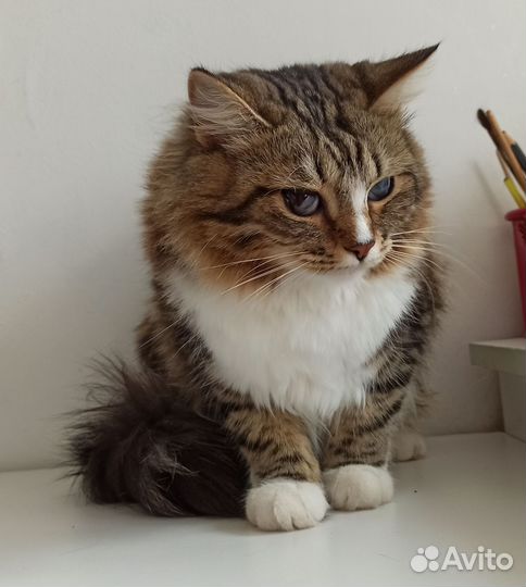 Кошка в дар