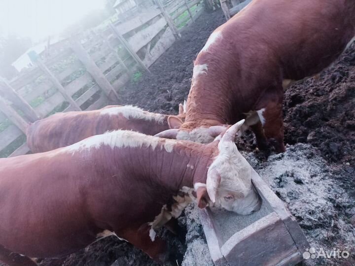 Быки на мясо живым весом