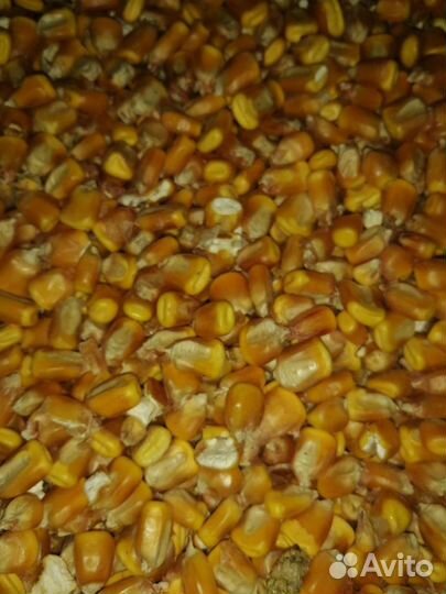 Кукуруза зерно