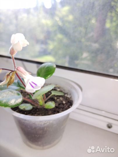 Мини примулина (хирита) Тамиана