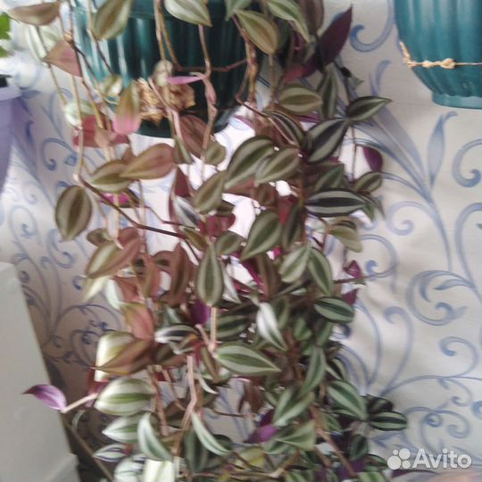 Комнатные растения. Зебрина традесканция