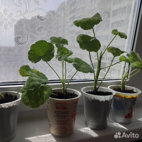 Пеларгония герань