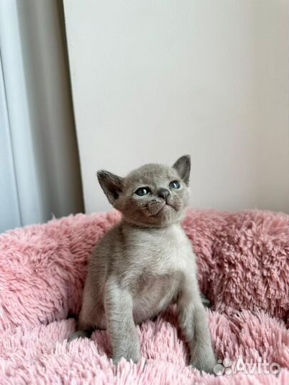 Бурманские котята