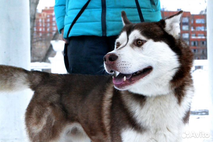 Сибирский хаски