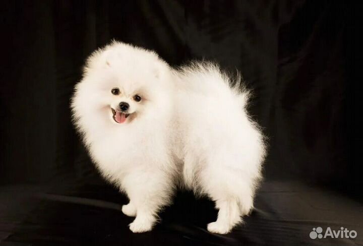 Померанский шпиц вязка кобель