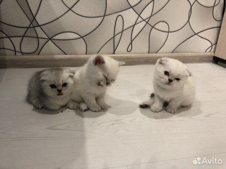 Шотландские котята