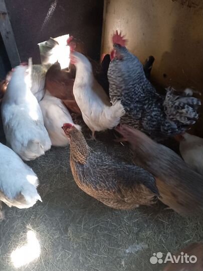 Инкубационное яйцо кур несушек