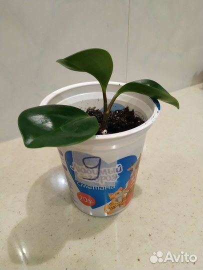 Кактус,суккуленты,хавортия