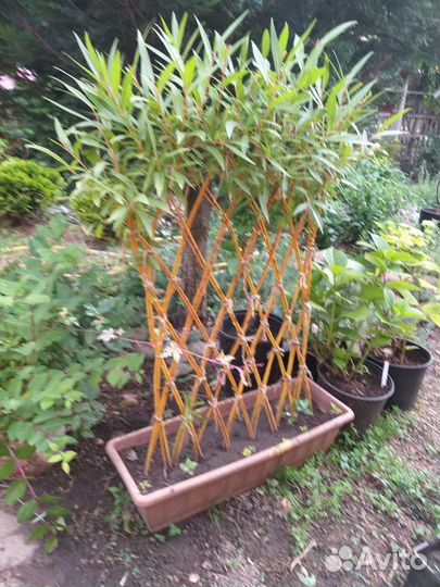 Саженцы винограда, плодовых деревьев