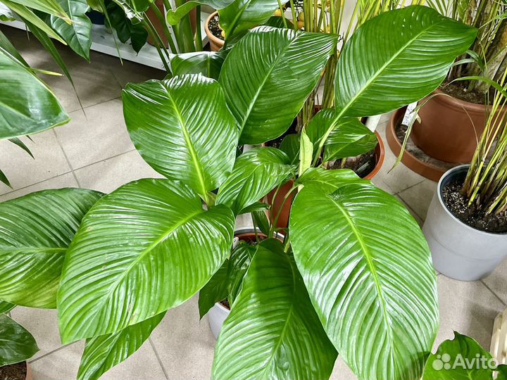 Спатифиллум свит лауретта 24d H100