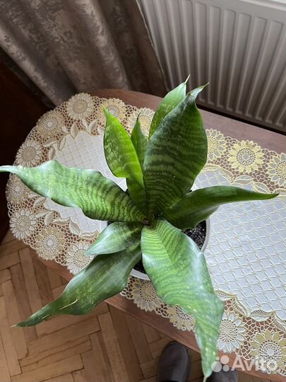 Сансевиерия