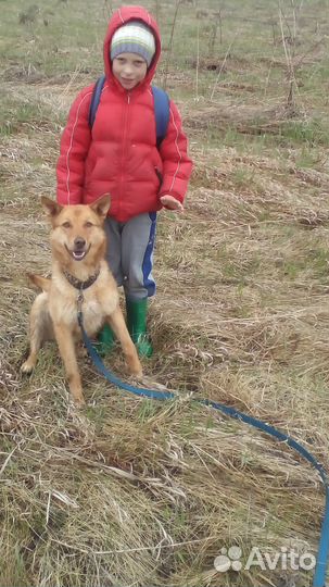 Янтарная Кассандра