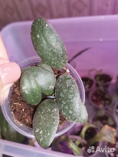 Хойи и дисхидии 2