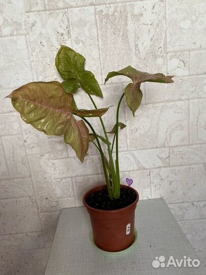 Комнатные растения