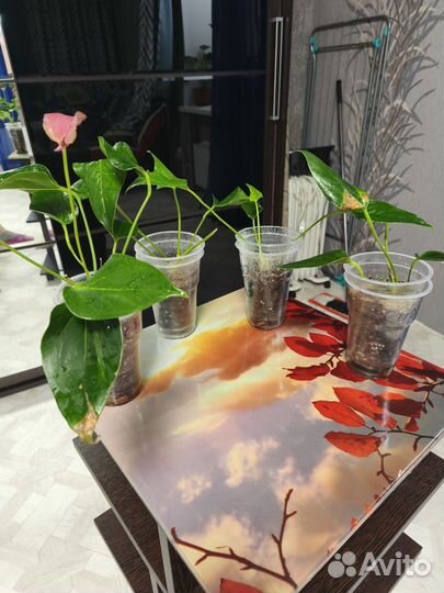 Антуриум Сирано