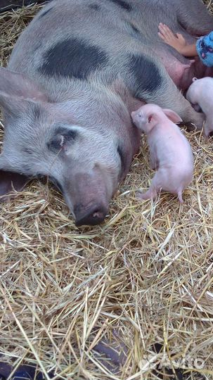 Поросята ландрас