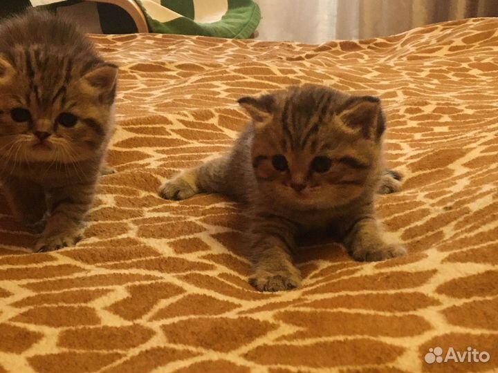 Британские котята
