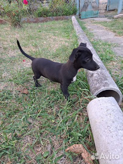 Щенок от маленькой собачки из приюта