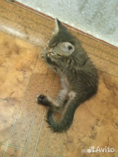 Котики в дар