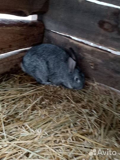 Кролики мясных пород