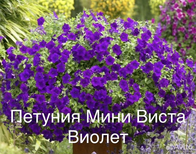 Петунии - гиганты: сортосерия Виста