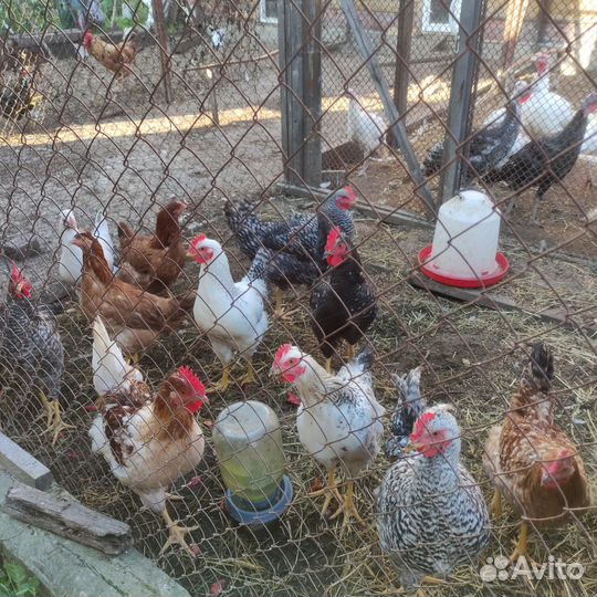 Молодые петушки