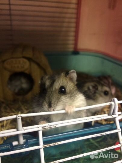 Джунгарские хомяки