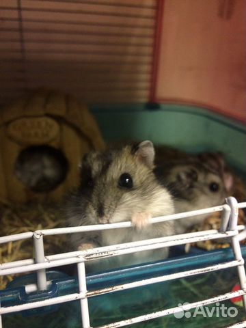 Джунгарские хомяки