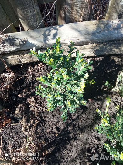 Саженцы самшита