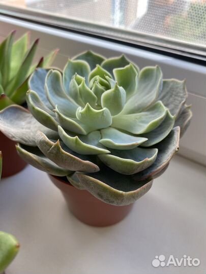 Агавовидные