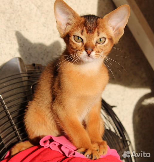 Абиссинские котята