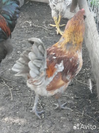 Амерауканы