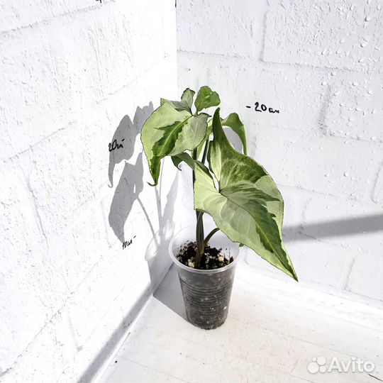 Сингониум 3 короля