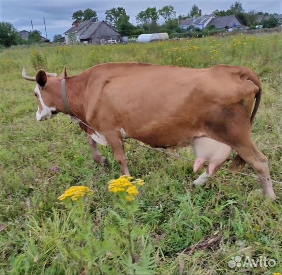 Продам коров