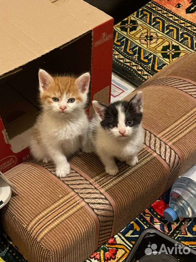 Пушистая малышня