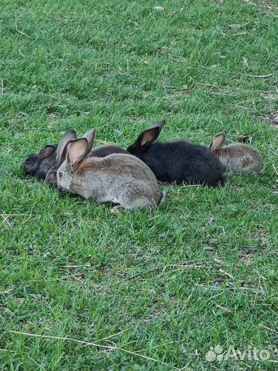 Кролики мясных пород