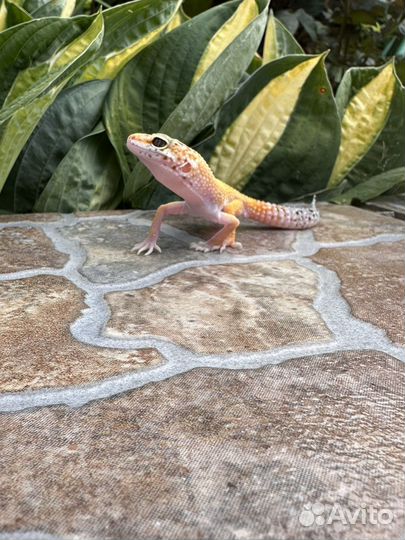 Малыши эублефары