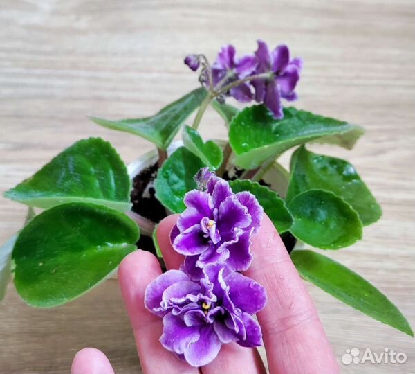 Фиалки разных сортов