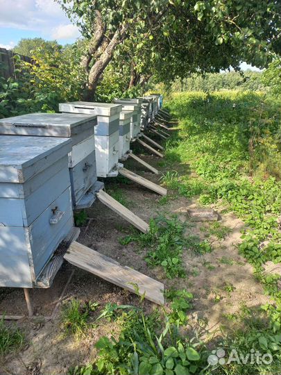 Пчелы с ульем